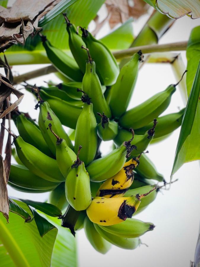 Bangalo De Madeira Em Condominio De Praia Камасарі Екстер'єр фото